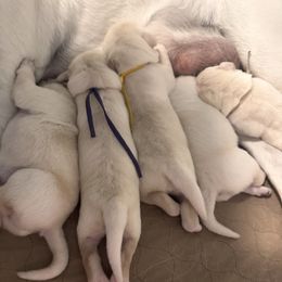 Green - Yellow male Labrador Retriever puppy in Orangevale, California from Willow Kane Farm Labrador Retrievers