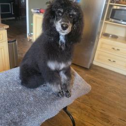 Willow - Poodle