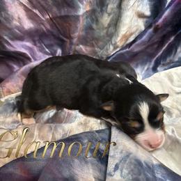 Glamour (with tail) - Black tri female Miniature American Shepherd puppy in Olympia, Washington from Shamayim Shepherds