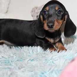 Boy 2 - Black and tan male Dachshund puppy in Craig, Colorado from Rocky Mountain Shih Tzus and Dry Creek Miniature Dachshunds
