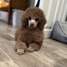 Jasper Silver Beige - Silver-beige  male Poodle puppy in Franklin Park, Illinois from Windy City Majestic Toy Poodles