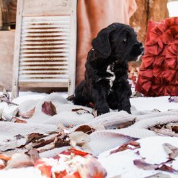 Australian Labradoodle Puppies from Harmony Labradoodles
