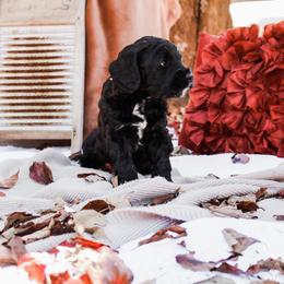 Australian Labradoodle Puppies from Harmony Labradoodles