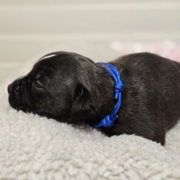 Blue boy - Brindle Staffordshire Bull Terrier puppy in Georgetown, Texas from Bruhaus Kennels