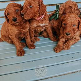 Poodle Puppies from Bridge City Poodles