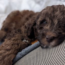 Australian Labradoodle Puppies from Llewellyn's Grove Labradoodles