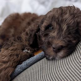 Australian Labradoodle Puppies from Llewellyn's Grove Labradoodles