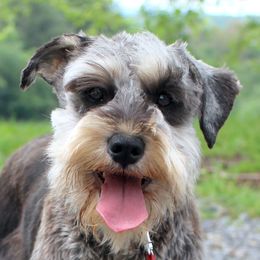 Fanta - Miniature Schnauzer