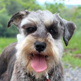 Fanta - Miniature Schnauzer