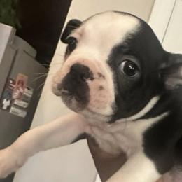 Boston Terriers from Young's Boston Terrier