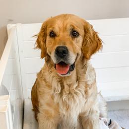 Copper - Golden Retriever