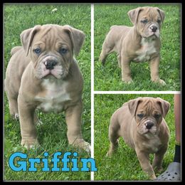 Griffin - Fawn male Olde English Bulldogge puppy in Wheeler, Michigan from Haase Family Kennels