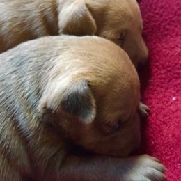 Miniature Pinscher Puppies from RisingStar Miniature Pinschers