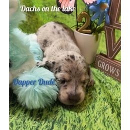 Dapper Dude - Dapple male Dachshund puppy in Grove, Oklahoma from Dachs on the lake