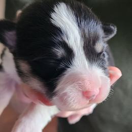 Boy 2 - Black and tan male Pembroke Welsh Corgi puppy in Grand Blanc, Michigan from Dellinger's Corgi's