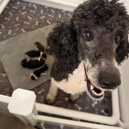 Poodles from A & L Co. Poodles