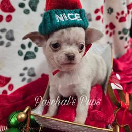 Fox - Merle male Chihuahua puppy in Bowdon, Georgia from Paschal's Pups