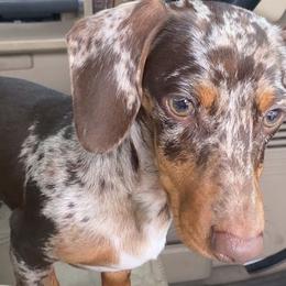 Cooper - Dachshund