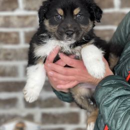 Australian Shepherd, Miniature American Shepherd, Miniature Australian Shepherd, and Toy Australian Shepherd Puppies from Painted Blue Aussies