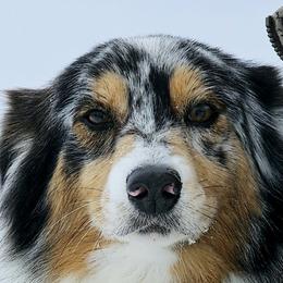 Australian Shepherds from Josh Courville