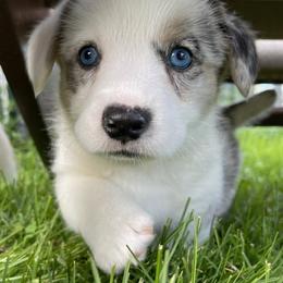 Cardigan Welsh Corgi Puppies from Wasatch