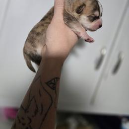 Tetris - Fawn and white male Chihuahua puppy in Springfield, Missouri from Carly Parker