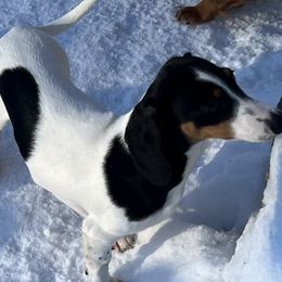 Ike - Dachshund