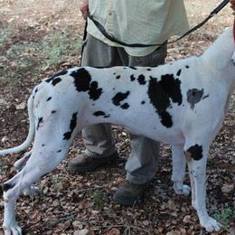 Great Danes from Little Horse Great Danes