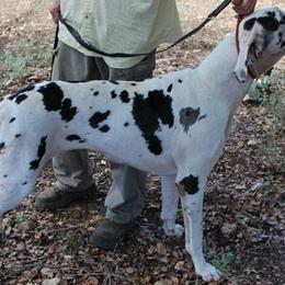 Great Danes from Little Horse Great Danes