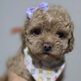 Porsche - Apricot female Maltipoo puppy in San Diego, California from Maltipoos SD