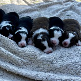 Border Collie Puppies from Pineview Farm