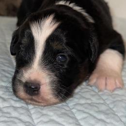 BTF 1 - Black tri female Miniature Australian Shepherd puppy in Corydon, Indiana from Arbuckle’s Lookin Good Aussies (LGA)