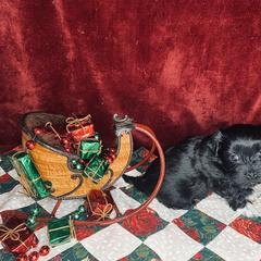 Havana Silk Dog Puppies from Joyful Heart Silks