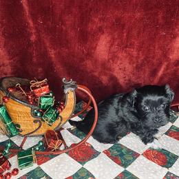 Havana Silk Dog Puppies from Joyful Heart Silks