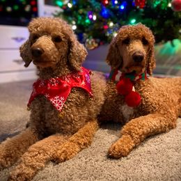 Poodles from Freedom Branch Poodles