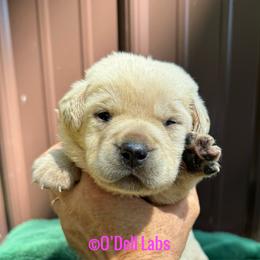 Lady - Yellow female Labrador Retriever puppy in Sullivan, Missouri from O’Dell Labs