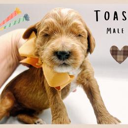 Toast - Red  male Goldendoodle puppy in Hilton, New York from The House of Goldendoodle