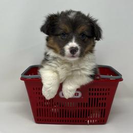 Lyra (fluffy bluie) - Black and tan female American Corgi puppy in Waco, Texas from The Comma Corgis