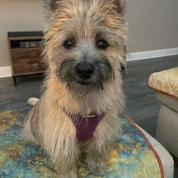 Cairn Terrier Puppies from Ferguson's Cairn Terriers