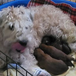 Soft Coated Wheaten Terriers from Mo Cuishle's Wheatens