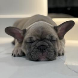 French Bulldog Puppies from Top Billin' Frenchies, LLC