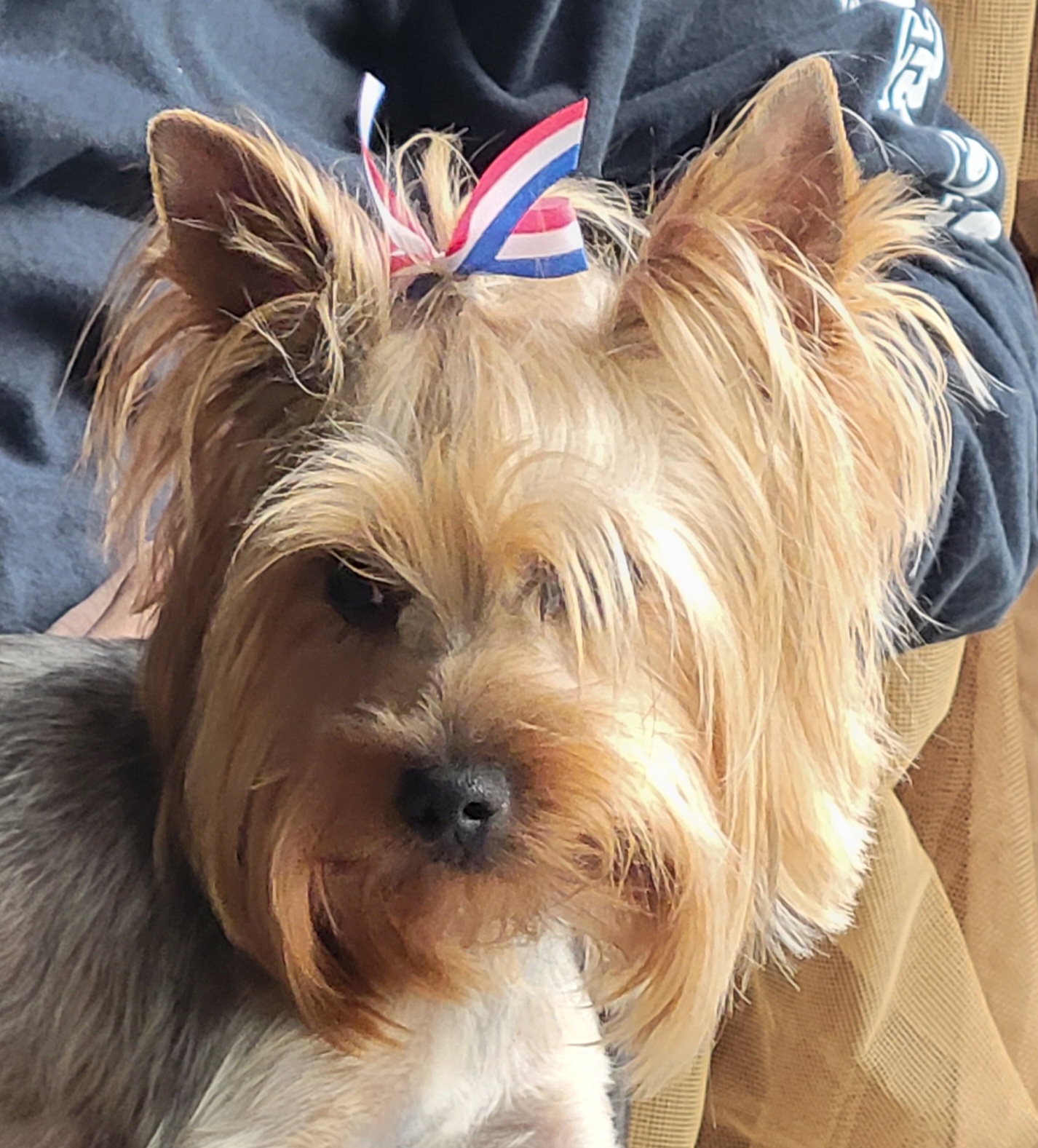 Maggie - Yorkshire Terrier