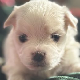 Bella Snow Angel - White female Bichon Frise puppy in Anza, California from Top Shepherd -Bichon Frisé-Maltise