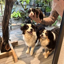 Miniature American Shepherd and Miniature Australian Shepherd Puppies from Whiskeytown Aussies