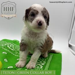 TETON - Blue merle and white male Sheepadoodle puppy in Charlo, Montana from Heavenly Hilltop Farm