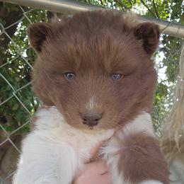 Girl 4 - Red and white female Siberian Husky puppy in Terre Haute, Indiana from April's Huskies