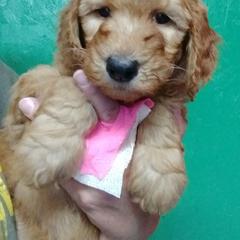 Goldendoodle, Labradoodle, and Double Doodle Puppies from Cedar Hill Labradoodles
