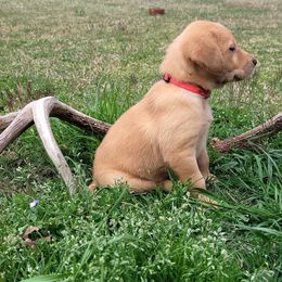 Labrador Retriever Puppies from Deer Creek sport dogs