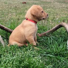 Labrador Retriever Puppies from Deer Creek sport dogs