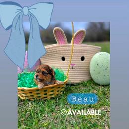 Beau - male Cavapoochon puppy in Bullard, Texas from Cavapoochon Central LLC